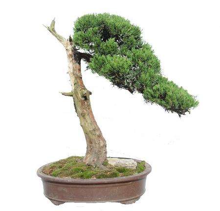 北京盆景文化论坛探索