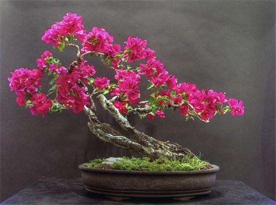 北京的鲜花盆景成为热门礼物