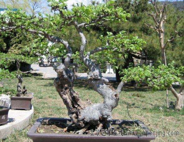 大力发展北京的小菊盆景产业