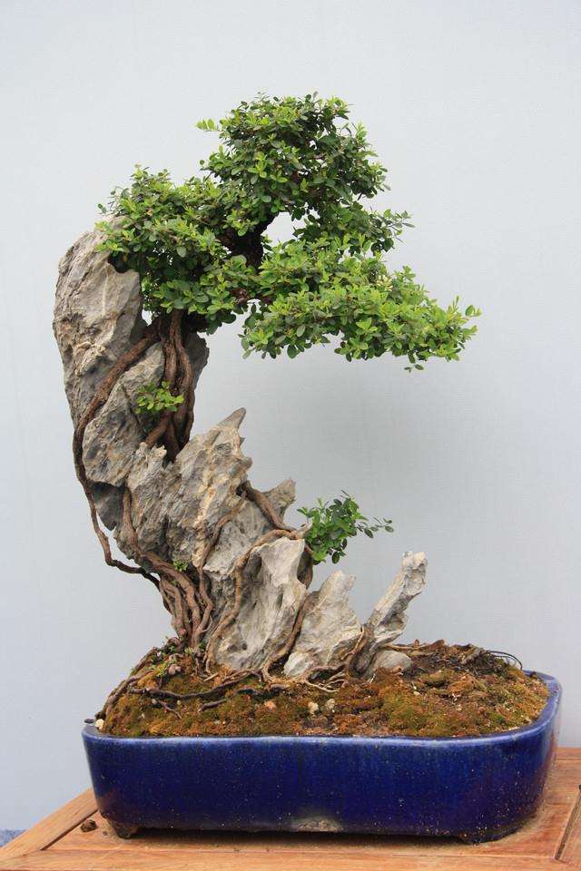 北京盆景的评价指标