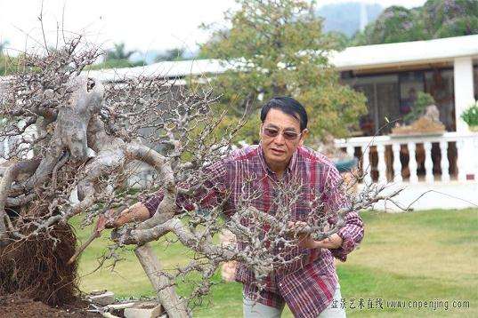 北京的室内养什么样的大型热带盆景好？