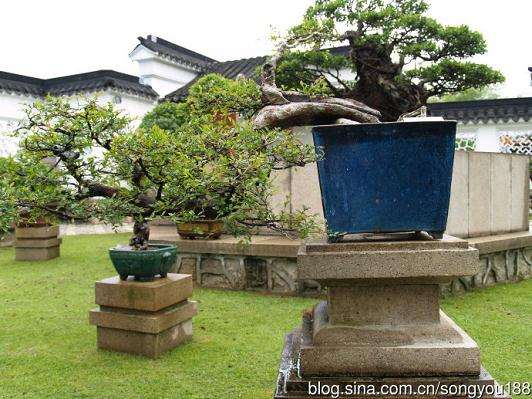 北京举办盆景自然艺术展