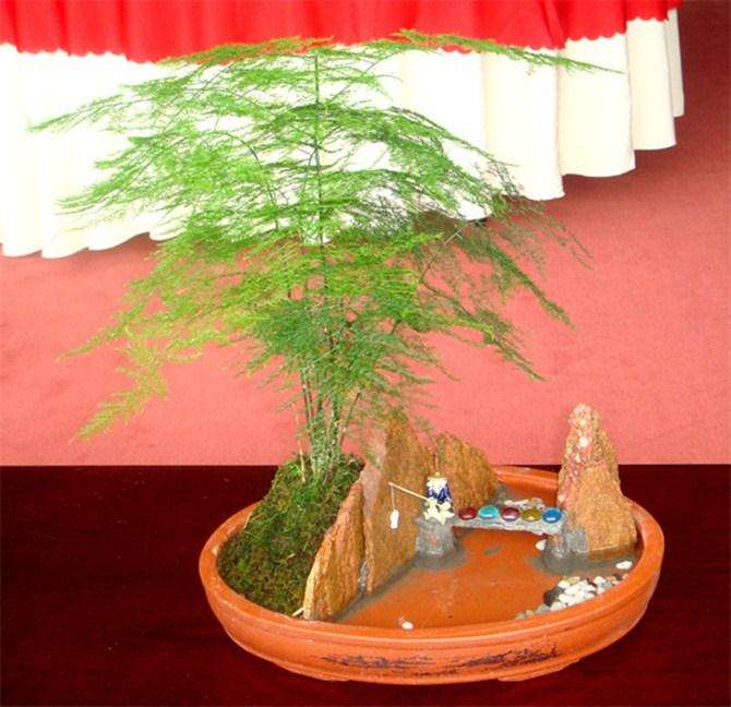 北京文竹盆景 生意俏销