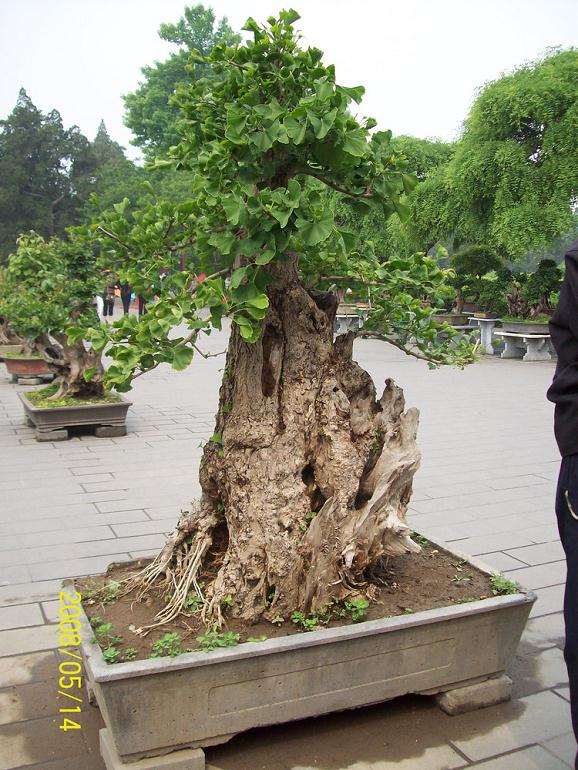 福安市赛岐镇举办“庆五一”花卉盆景展