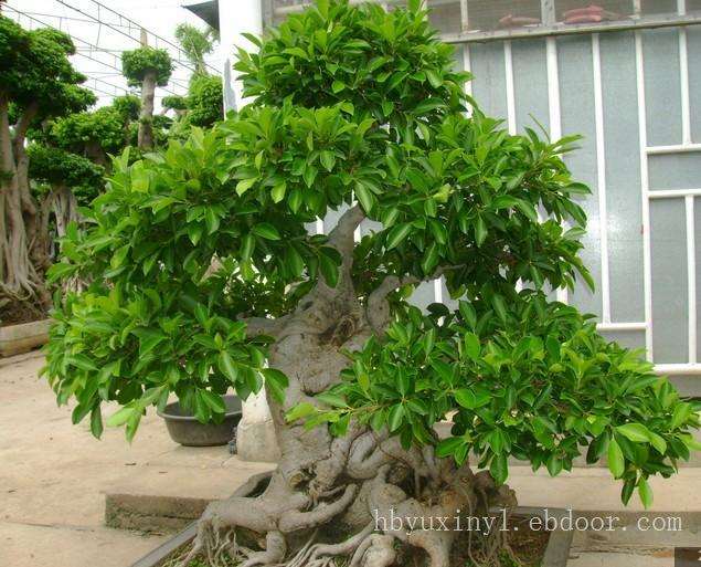 安徽歙县卖花渔村：盆景网上销 农民都致富