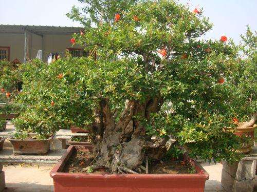 杭州盆景蔬菜进家庭 居民生活添靓色