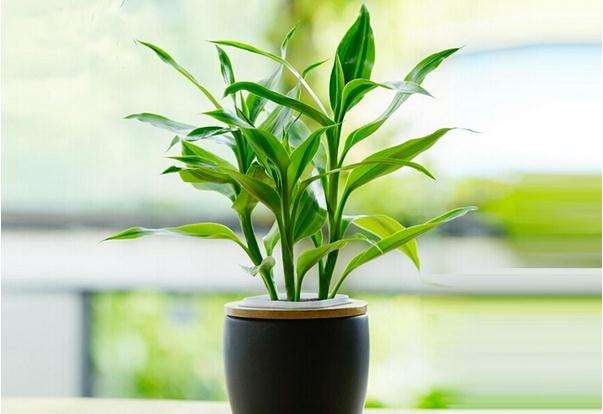 多种盆景降价 富贵竹10元一束