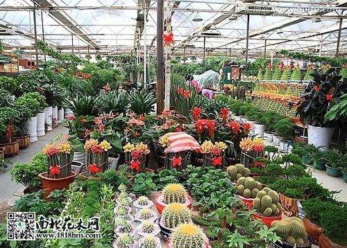 盆景花卉施肥要以有机肥为主