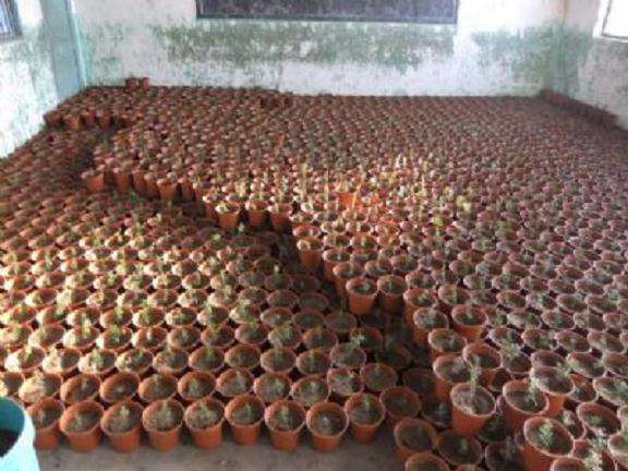 安徽歙县农民网上开店热卖盆景 年销售额突破500万元