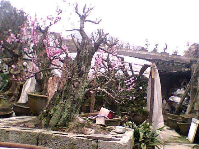 广东中山古镇借办盆景展 推动苗木产业再升级