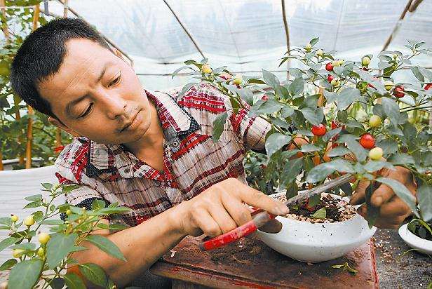 四川内江：蔬菜转型盆景结出高效果