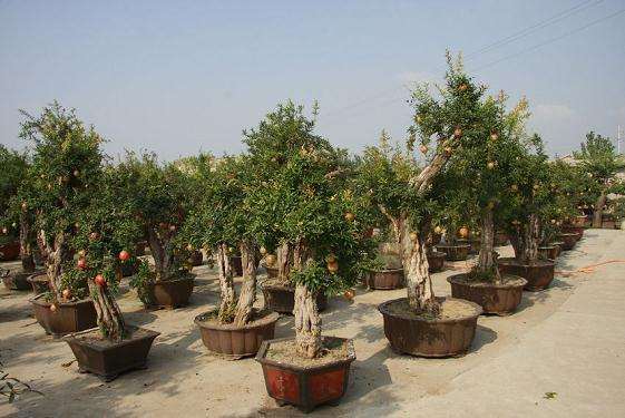 陕西旬阳精品盆景引来春色满园