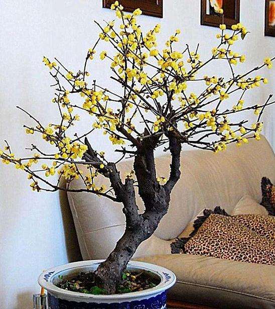 蜡梅盆景的盆土选择和水肥管理