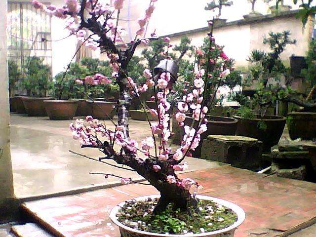 安徽歙县卖花渔村：盆景村里春意浓