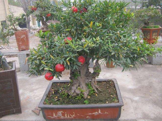 江都盆景首次亮相&ldquo;东博会&rdquo;