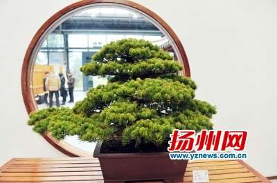这盆五针松盆景价值56万。刘江瑞摄 这盆五针松盆景价值56万。刘江瑞摄