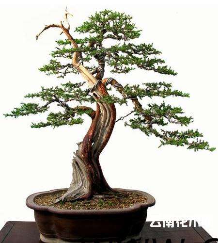 2016盆景无国界世界大会在南浔开幕