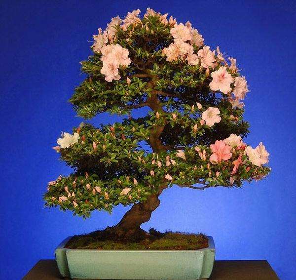 杜鹃盆景被盗 宁国民警快速破案