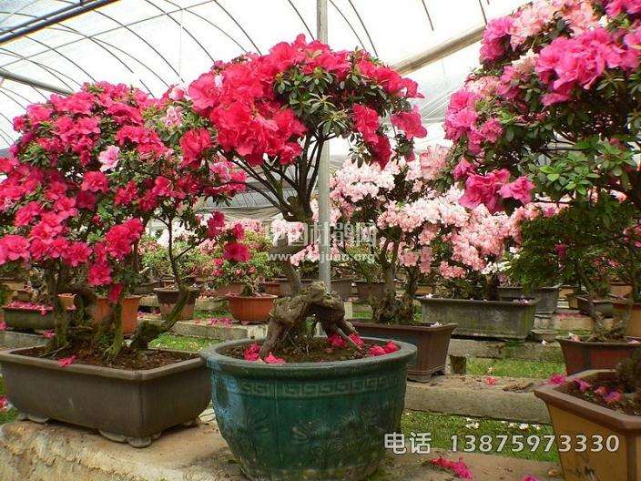 第四届&ldquo;东博会&rdquo;南京开展 扬州15件盆景首次亮相