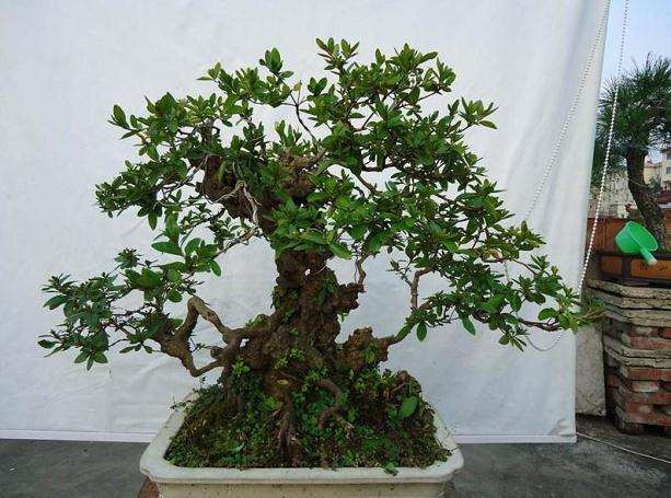 湖州南浔：古镇里迎来世界盆景展