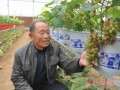 山东青岛 盆景葡萄1盆200元 未上市就被订光