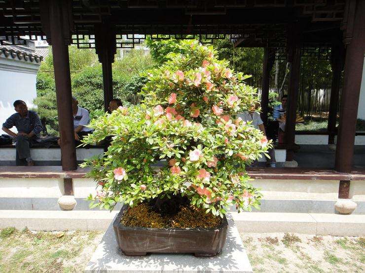 中国首个世界性盆景大会品牌&ldquo;亮相&rdquo;