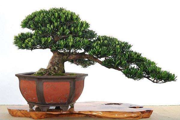 温岭:万株盆景的商机