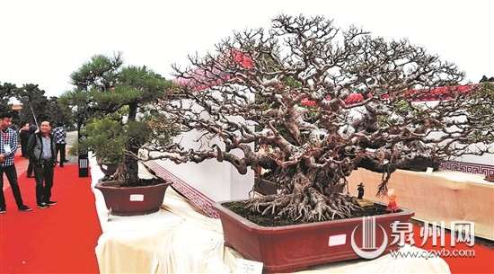 来自全国的盆景爱好者齐聚晋江安海镇鸿江盆景文化园