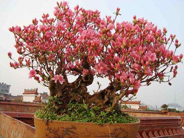 2016浙派盆景作品展在郭庄亮相 展览持续到12月11日