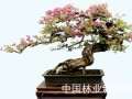 雄浑苍劲的三角梅盆景 图片
