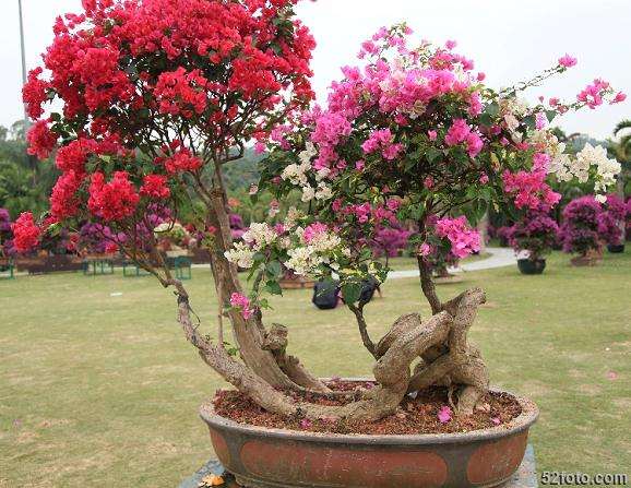 大理白族自治州建州60周年盆景赏石文化艺术展