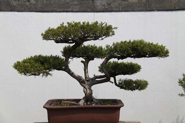 扬派盆景技艺被列入第二批国家级非遗名录