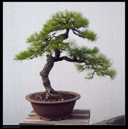 我们要传承弘扬扬派盆景艺术