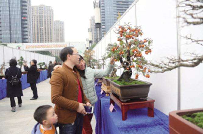 2016年绍兴盆景文化艺术展