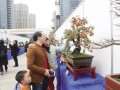 2016年绍兴市盆景文化艺术展