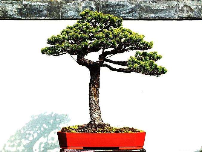 盆景大众化远不止普及文化那么简单