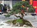 大理市开展迎州庆盆景赏石文化艺术展