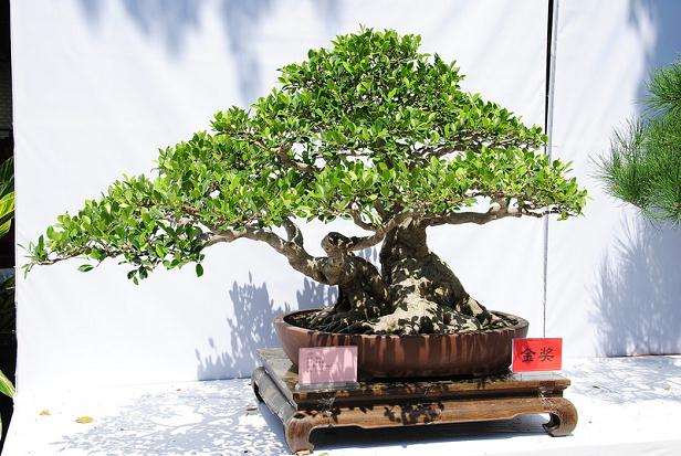 第十届粤、港、澳、台盆景艺术博览会