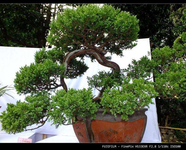 第四届粤港澳台盆景艺术博览会在汕头市举行