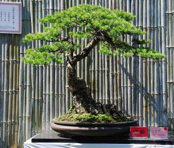 青岛第十四届盆景收藏艺术博览会