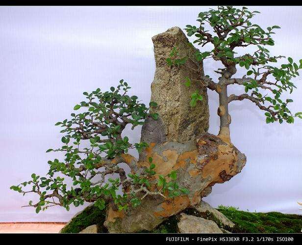 陈村将举办中国国际盆景赏石博览会