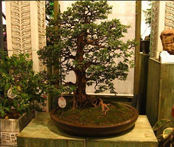 08中韩(烟台)国际盆景赏石博览会