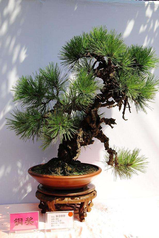 2008年4月30日中国（陈村）盆景赏石博览会开幕