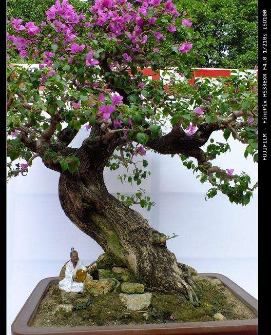 中韩(烟台)国际盆景博览会