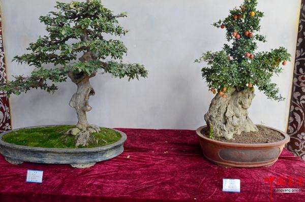 烟台第十届“黄海明珠杯”盆景艺术品博览会