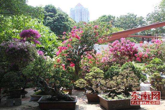 第三届中国盆景博览会在鲁南大世界开幕