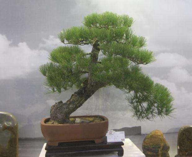 铜仁举办第三届伍寰杯盆景奇石博览会