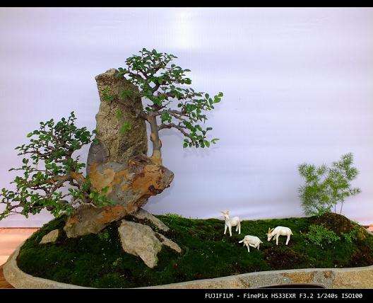 第二届国际盆景根艺博览会