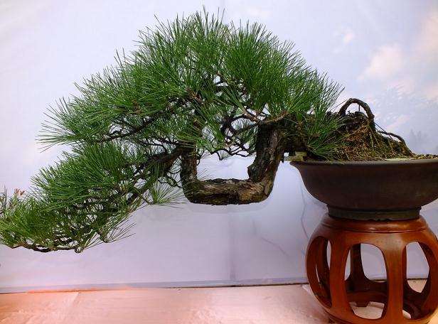 邛崃市2012年花木盆景博览会