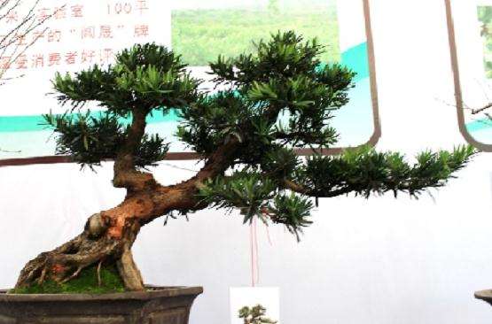 第三届中国(临沂)国际盆景博览会在罗庄区开幕